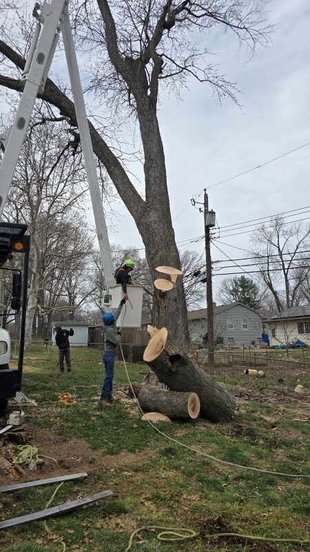 Certified Tree Experts